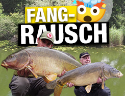 Fangrausch Karpfen